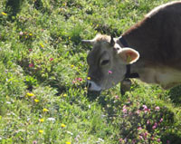 Allgäu - tierisch spannend